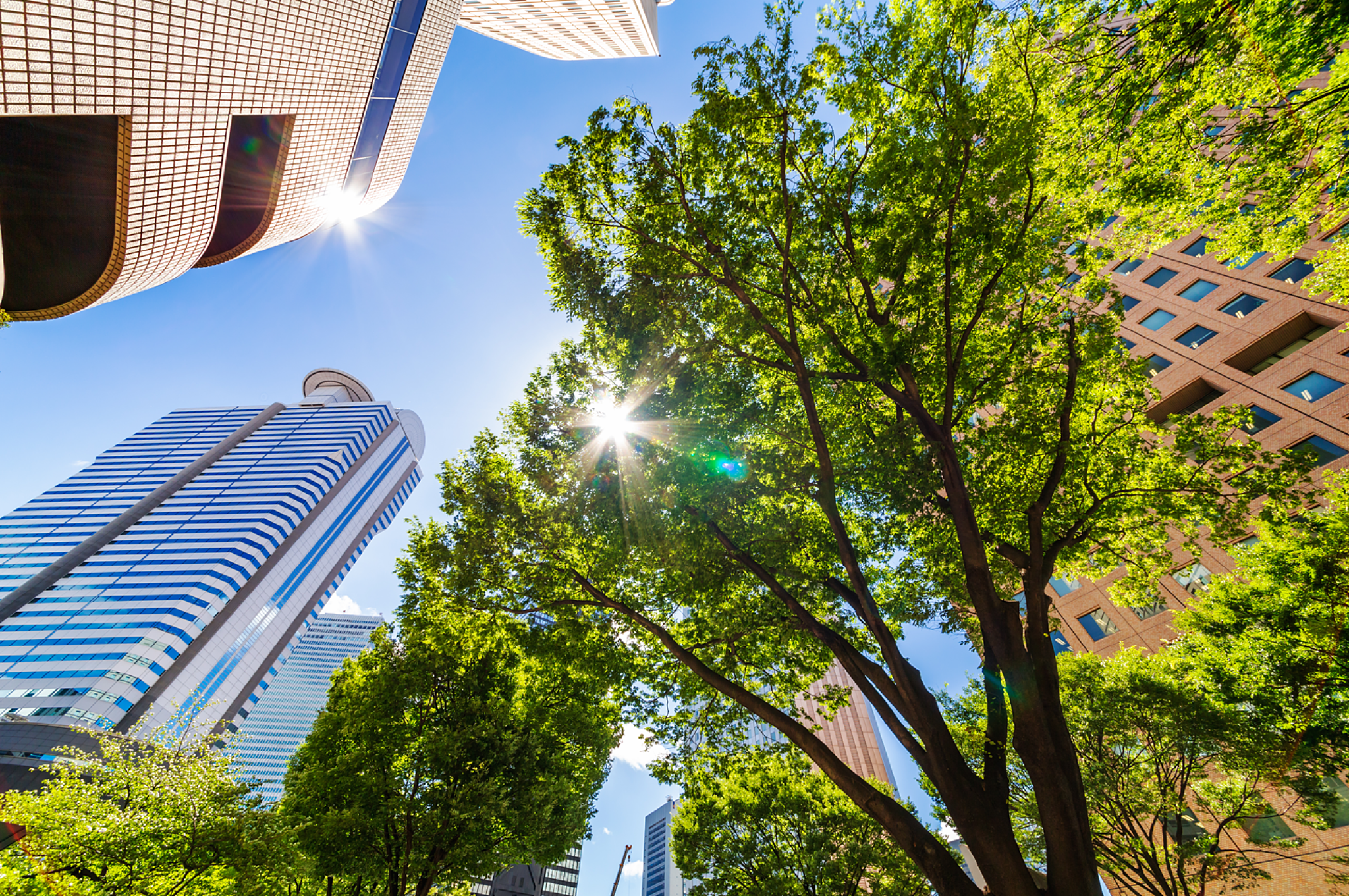 Sunny outdoor urban park with trees